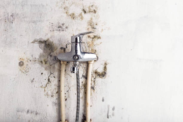Best Home Mold Removal  in Robbins, NC