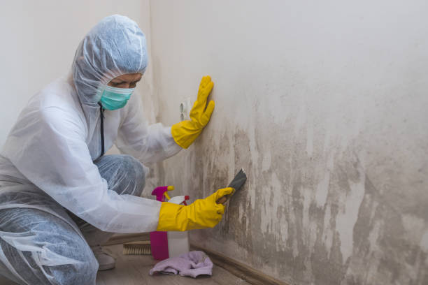  Robbins, NC Mold Removal Pros