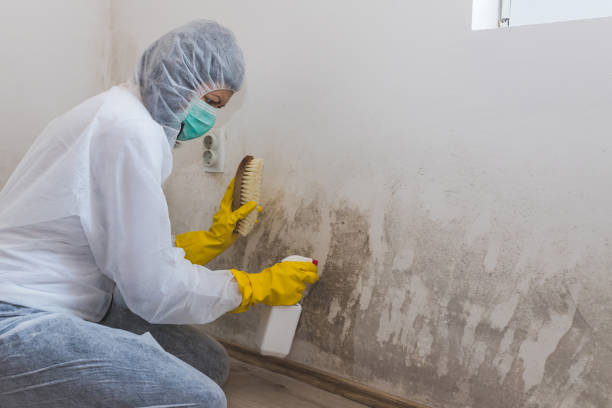 Best Mold Testing  in Robbins, NC