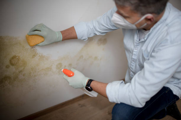 Best Mold Damage Repair  in Robbins, NC