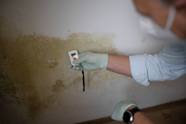 Best Same-Day Mold Removal  in Robbins, NC