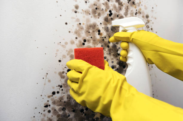 Robbins, NC Mold Removal Company