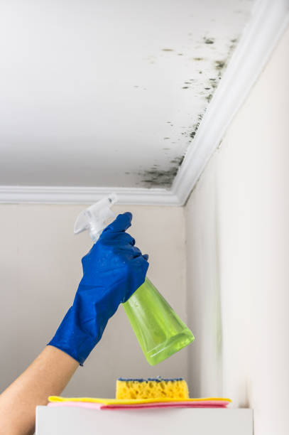 Best Office Mold Removal Services  in Robbins, NC