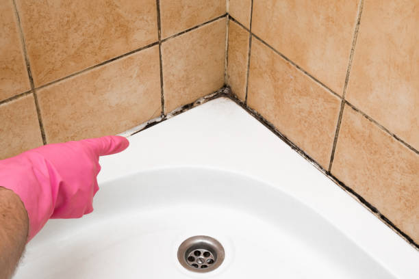 Certified Mold Removal in Robbins, NC